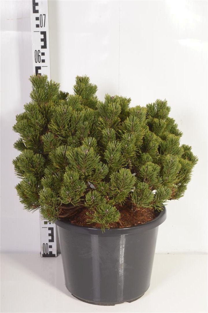Pušis kalninė (Lot Pinus mugo) 'Sherwood Compact' C12 30-40 CM-PUŠYS-SPYGLIUOČIAI