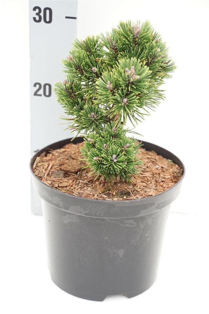 Pušis kalninė (Lot Pinus mugo) 'Sherwood Compact' C3/P19 12-15 CM-PUŠYS-SPYGLIUOČIAI