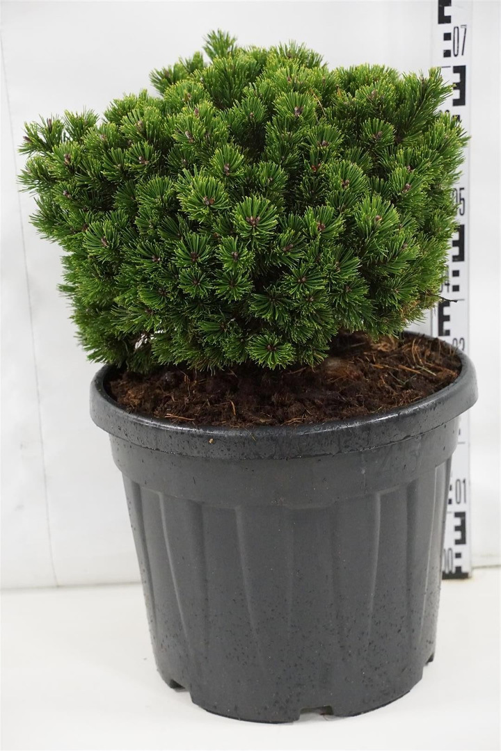 Pušis kalninė (Lot Pinus mugo) 'Sherwood Compact' C45 60-70 CM-PUŠYS-SPYGLIUOČIAI