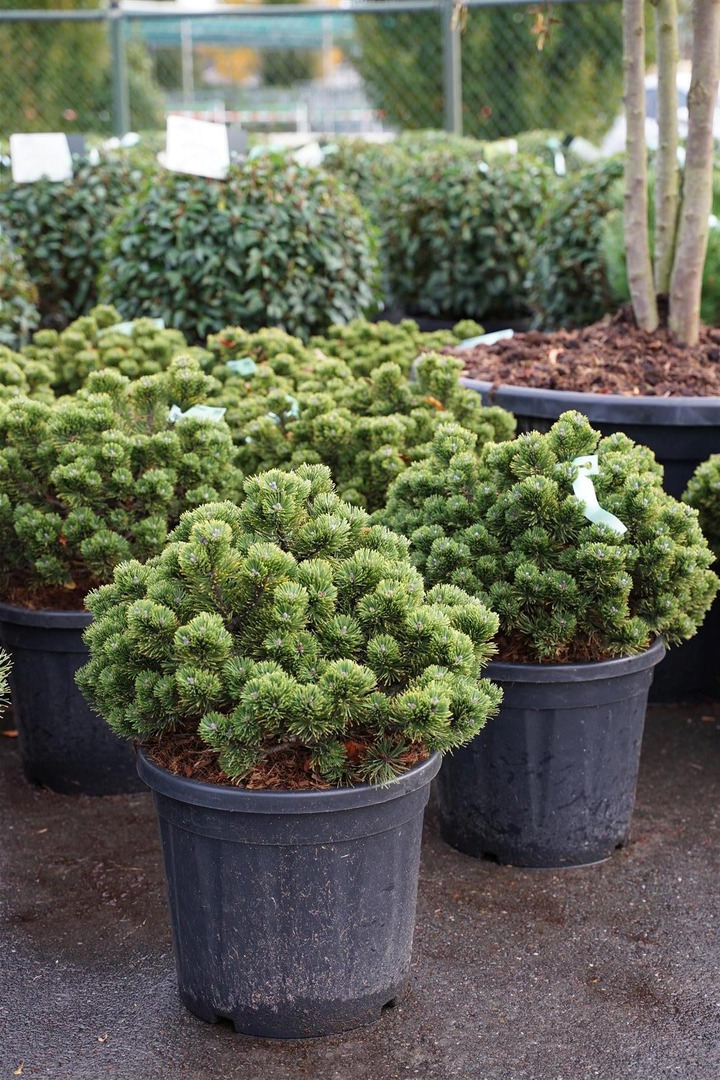 Pušis kalninė (Lot Pinus mugo) 'Sherwood Compact' C20 40-50 CM-PUŠYS-SPYGLIUOČIAI