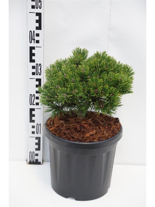 Pušis kalninė (Lot Pinus mugo) 'Sherwood Compact' C6,5/TB24-PUŠYS-SPYGLIUOČIAI