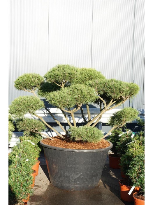 Pušis kalninė (Lot Pinus mugo) BONSAI 125-150 C500-PUŠYS-SPYGLIUOČIAI