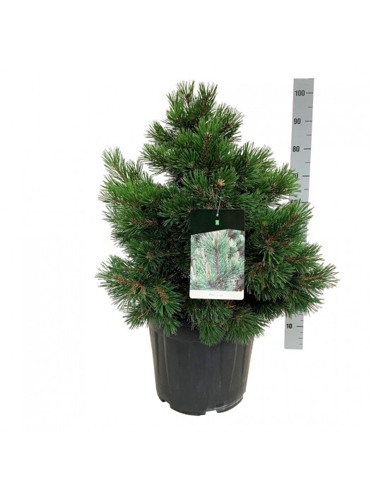 Pušis kalninė (Lot Pinus mugo) C30 50-60 CM-PUŠYS-SPYGLIUOČIAI