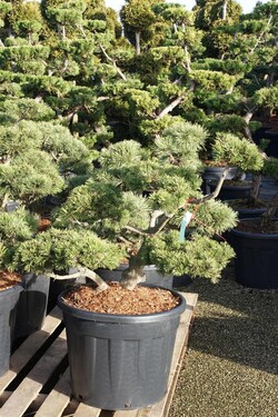 Pušis kalninė (Lot Pinus mugo)  BONSAI 60-80 CM C70 - nuotrauka 2