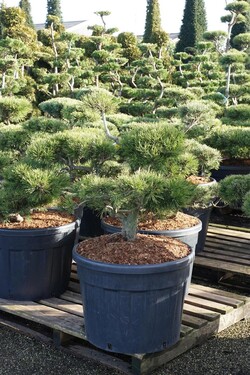 Pušis kalninė (Lot Pinus mugo)  BONSAI 80-100 C130 - nuotrauka 2