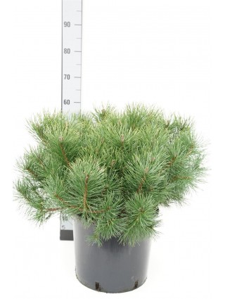 Pušis kalninė uncinata (Lot Pinus mugo uncinata) C15 60-80 CM-PUŠYS-SPYGLIUOČIAI