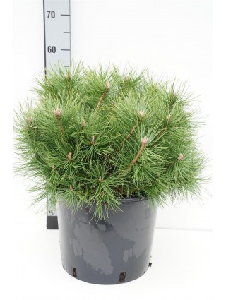 Pušis kalninė uncinata (Lot Pinus mugo uncinata) C15 50-60 CM-PUŠYS-SPYGLIUOČIAI