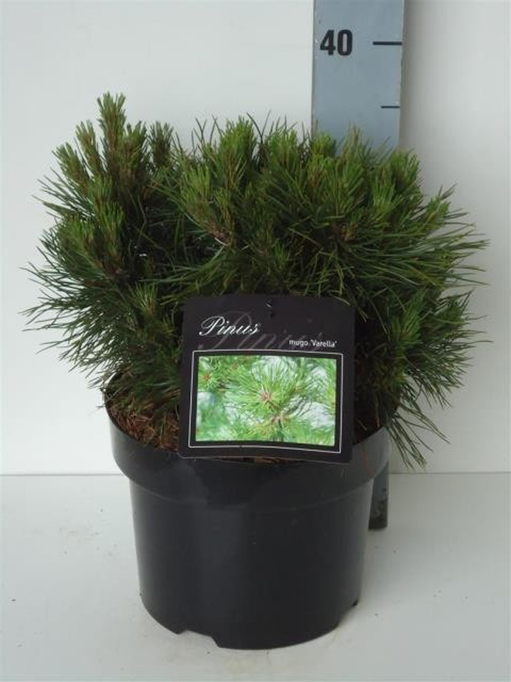 Pušis kalninė (Lot Pinus mugo) 'Varella' C5/P23 20-25 CM-PUŠYS-SPYGLIUOČIAI