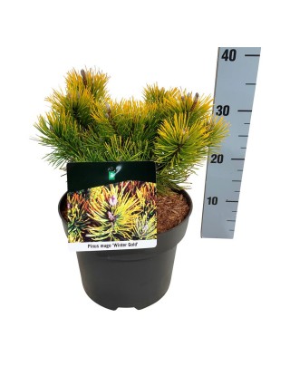 Pušis kalninė (Lot Pinus mugo) 'Winter Gold' C5/P23 20-25 CM-PUŠYS-SPYGLIUOČIAI