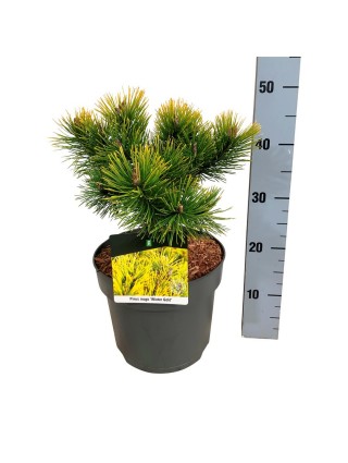 Pušis kalninė (Lot Pinus mugo) 'Winter Gold' C7,5/P26 25-30 CM-PUŠYS-SPYGLIUOČIAI