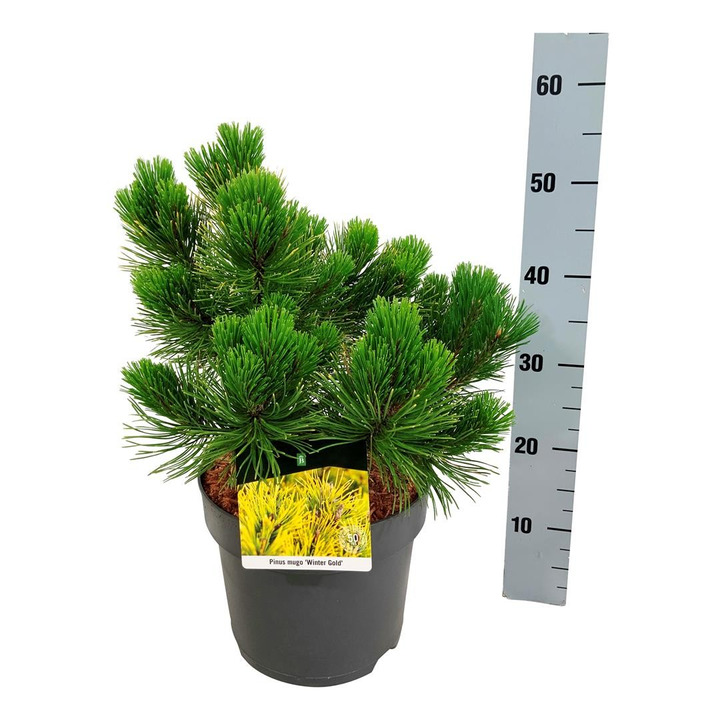 Pušis kalninė (Lot Pinus mugo) 'Winter Gold' C7,5/P26 30-40 CM-PUŠYS-SPYGLIUOČIAI