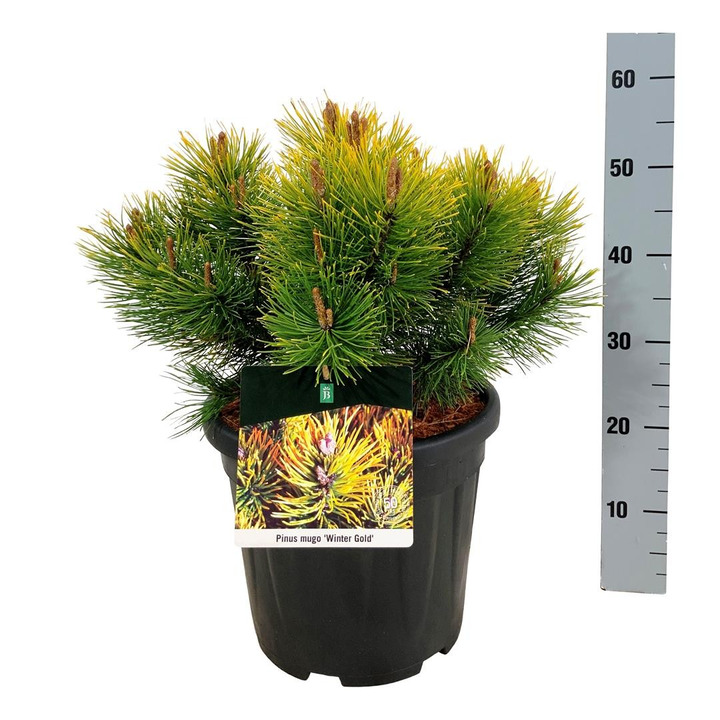 Pušis kalninė (Lot Pinus mugo) 'Winter Gold' C15 30-40 CM-PUŠYS-SPYGLIUOČIAI