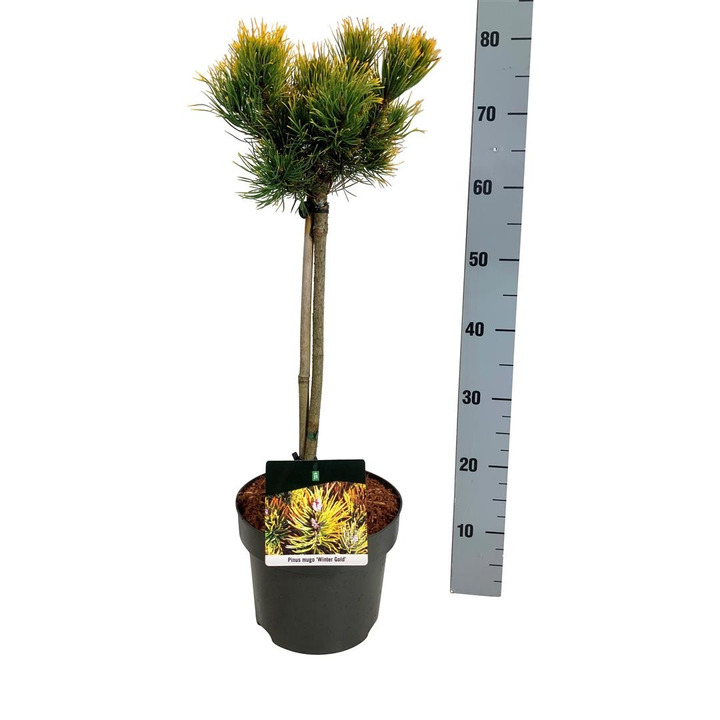 Pušis kalninė (Lot Pinus mugo) 'Winter Gold' C5/P23 KOTAS 50 CM-PUŠYS-SPYGLIUOČIAI