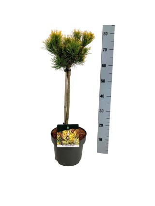 Pušis kalninė (Lot Pinus mugo) 'Winter Gold' C5/P23 KOTAS 50 CM-PUŠYS-SPYGLIUOČIAI