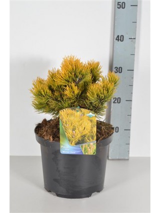 Pušis kalninė (Lot Pinus mugo) 'Winter Gold' C5/P23 20-25 CM-PUŠYS-SPYGLIUOČIAI