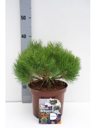 Pušis juodoji (Lot Pinus nigra) 'Bambino' C4/P21 20-25 CM-PUŠYS-SPYGLIUOČIAI