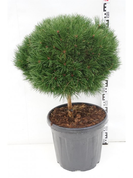 Pušis juodoji (Lot Pinus nigra) 'Bambino' C30 KOTAS 40 CM-PUŠYS-SPYGLIUOČIAI