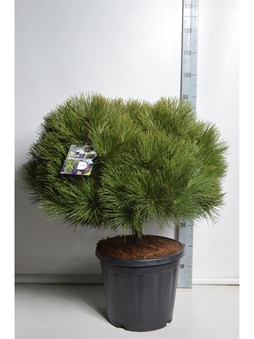 Pušis juodoji (Lot Pinus nigra) 'Brepo' C18 KOTAS 10 CM-PUŠYS-SPYGLIUOČIAI