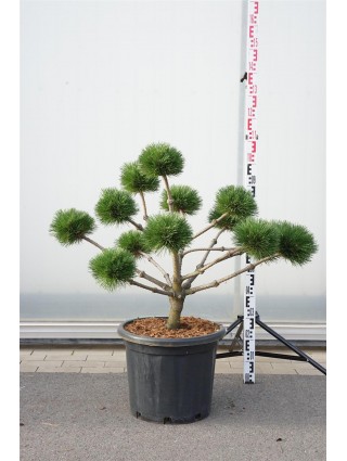 Pušis juodoji (Lot Pinus nigra) 'Brepo' BONSAI 60-80 CM C35-PUŠYS-SPYGLIUOČIAI