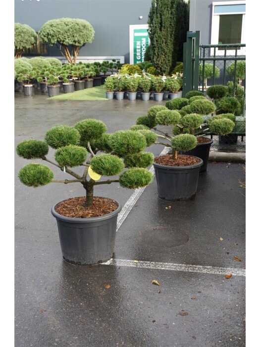 grow buddha bonsai Grow Your Own Bonsai Starter Kit  Grow Buddha