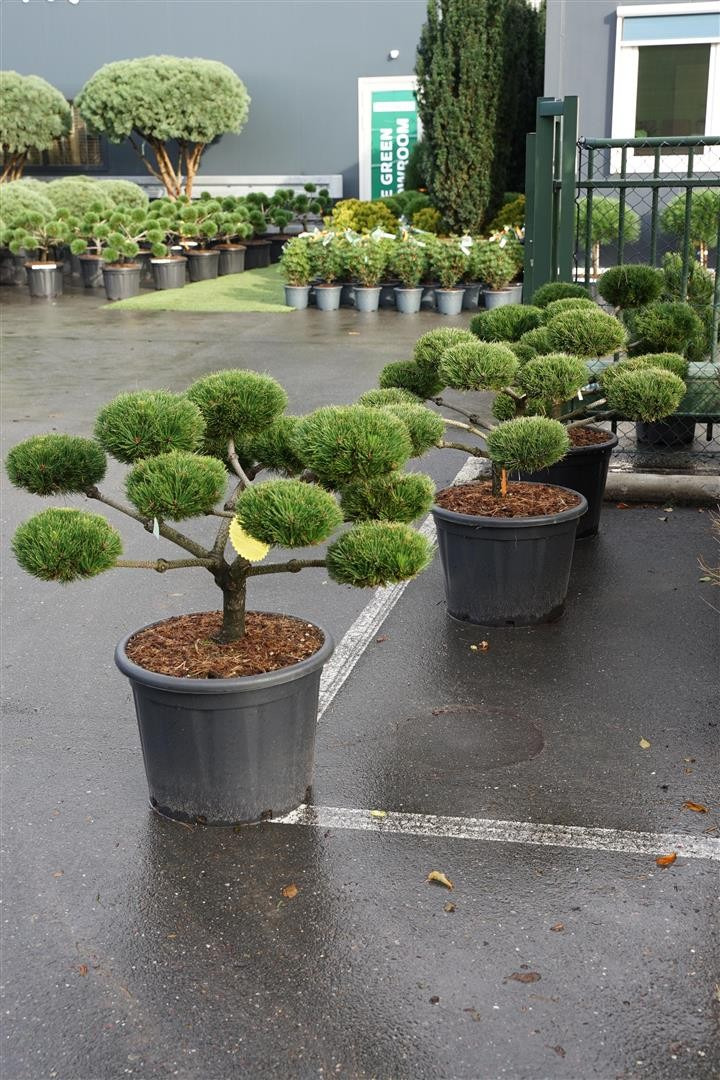 Pušis juodoji (Lot Pinus nigra) 'Brepo' BONSAI 80/+ CM C65-PUŠYS-SPYGLIUOČIAI