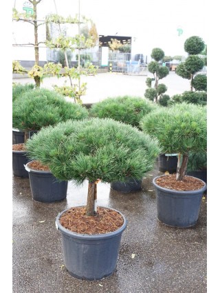 Pušis juodoji (Lot Pinus nigra) 'Brepo' C65 KOTAS 30 CM-PUŠYS-SPYGLIUOČIAI