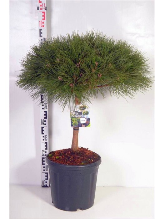 Pušis juodoji (Lot Pinus nigra) 'Brepo' C18 KOTAS 30 CM-PUŠYS-SPYGLIUOČIAI