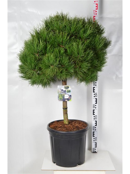 Pušis juodoji (Lot Pinus nigra) 'Brepo' C20 KOTAS 30 CM-PUŠYS-SPYGLIUOČIAI