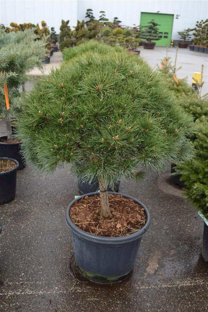 Pušis juodoji (Lot Pinus nigra) 'Brepo' C65 KOTAS 50 CM-PUŠYS-SPYGLIUOČIAI