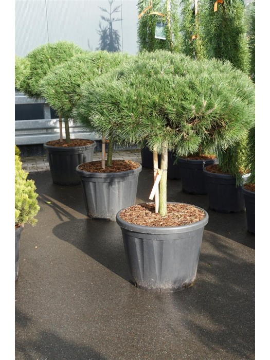 Pušis juodoji (Lot Pinus nigra) 'Brepo' C80 KOTAS 50 CM-PUŠYS-SPYGLIUOČIAI