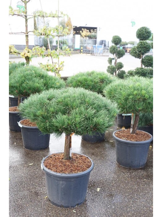 Pušis juodoji (Lot Pinus nigra) 'Brepo' C65 KOTAS 30 CM-PUŠYS-SPYGLIUOČIAI