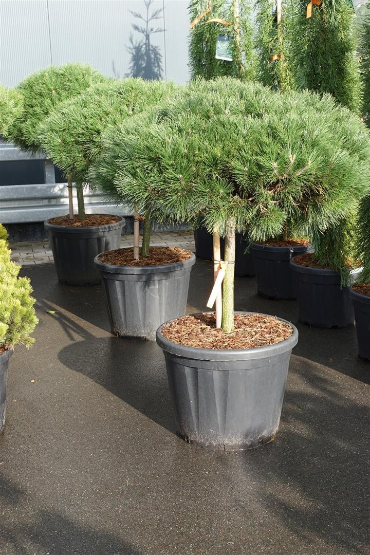 Pušis juodoji (Lot Pinus nigra) 'Brepo' C80 KOTAS 50 CM-PUŠYS-SPYGLIUOČIAI