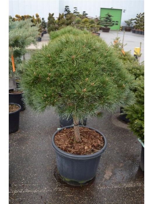 Pušis juodoji (Lot Pinus nigra) 'Brepo' C65 KOTAS 50 CM-PUŠYS-SPYGLIUOČIAI