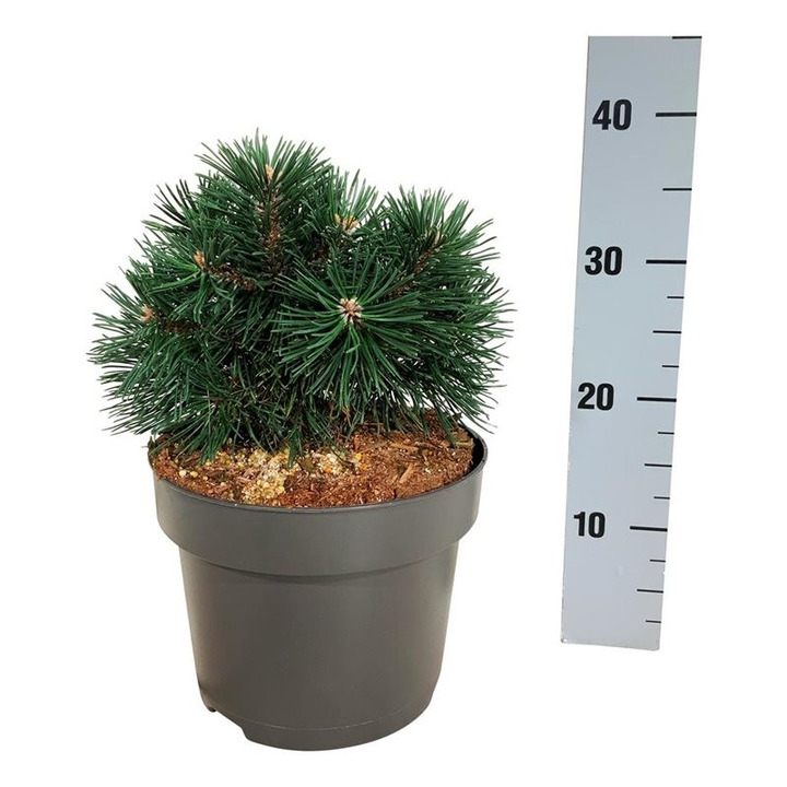 Pušis kalninė (Lot Pinus mugo) 'Green Pearl' C5/P23 20-25 CM-PUŠYS-SPYGLIUOČIAI