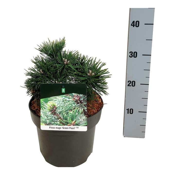 Pušis kalninė (Lot Pinus mugo) 'Green Pearl' C5/P23 15-20 CM-PUŠYS-SPYGLIUOČIAI