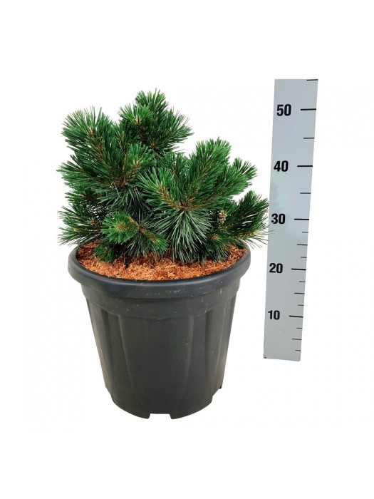 Pušis kalninė (Lot Pinus mugo) 'Green Pearl' C15 25-30 CM-PUŠYS-SPYGLIUOČIAI