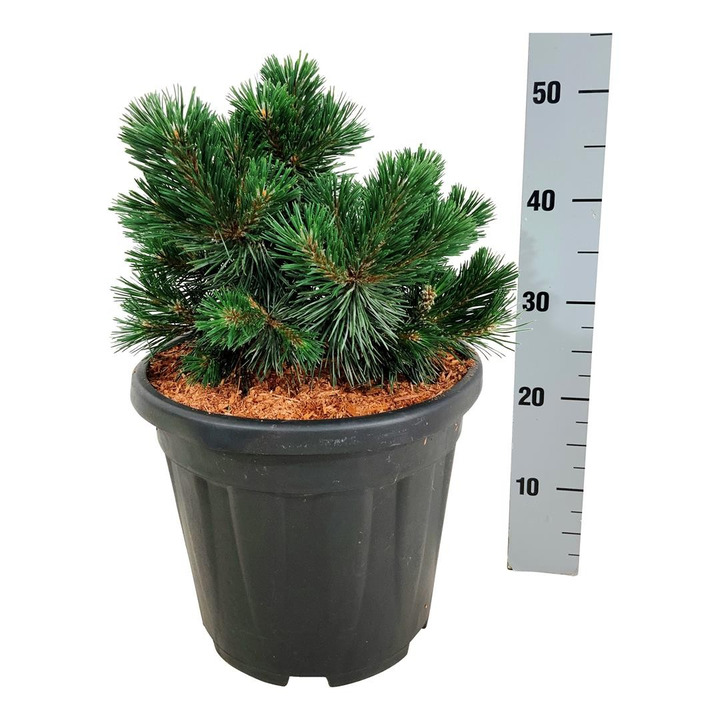 Pušis kalninė (Lot Pinus mugo) 'Green Pearl' C15 25-30 CM-PUŠYS-SPYGLIUOČIAI