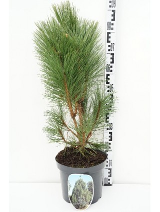 Pušis juodoji (Lot Pinus nigra) 'Green Rocket' C7,5/P26 50-60 CM-PUŠYS-SPYGLIUOČIAI