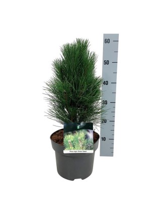 Pušis juodoji (Lot Pinus nigra) 'Green Tower' C5/P23 30-40 CM-PUŠYS-SPYGLIUOČIAI