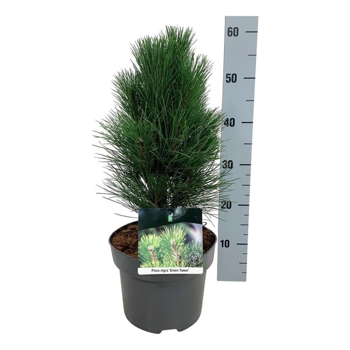 Pušis juodoji (Lot Pinus nigra) 'Green Tower' C5/P23 30-40 CM-PUŠYS-SPYGLIUOČIAI