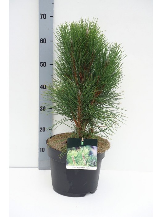 Pušis juodoji (Lot Pinus nigra) 'Green Tower' C7,5/P26 40-50 CM-PUŠYS-SPYGLIUOČIAI