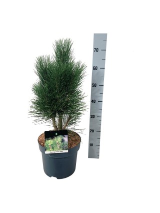 Pušis juodoji (Lot Pinus nigra) 'Green Tower' C7,5/P26 50-60 CM-PUŠYS-SPYGLIUOČIAI