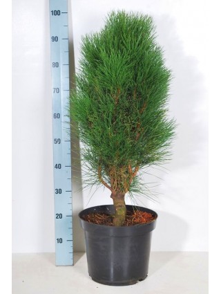 Pušis juodoji (Lot Pinus nigra) 'Green Tower' C10 60-80 CM-PUŠYS-SPYGLIUOČIAI