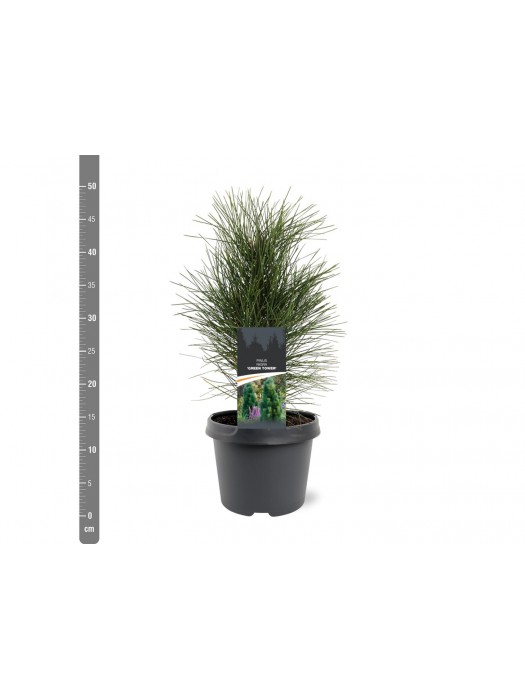 Pušis juodoji (Lot Pinus nigra) 'Green Tower' C3/P19 25-30 CM-PUŠYS-SPYGLIUOČIAI