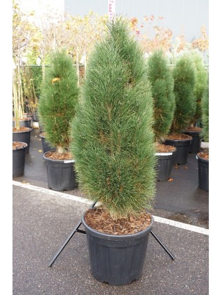 Pušis juodoji (Lot Pinus nigra) 'Green Tower' C55 12 CM-PUŠYS-SPYGLIUOČIAI