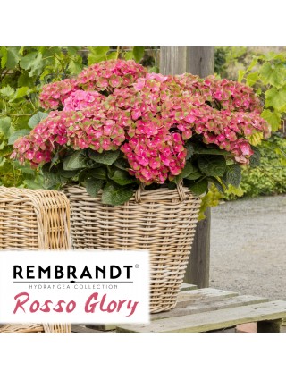 Didžialapė Hortenzija "REMBRANDT ROSSO GLORY" C15-REMBRANT® KOLEKCIJA-HORTENZIJOS