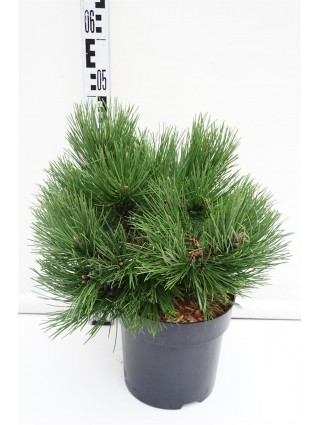 Pušis juodoji (Lot Pinus nigra) 'Helga' C6,5/P24 30-40 CM-PUŠYS-SPYGLIUOČIAI