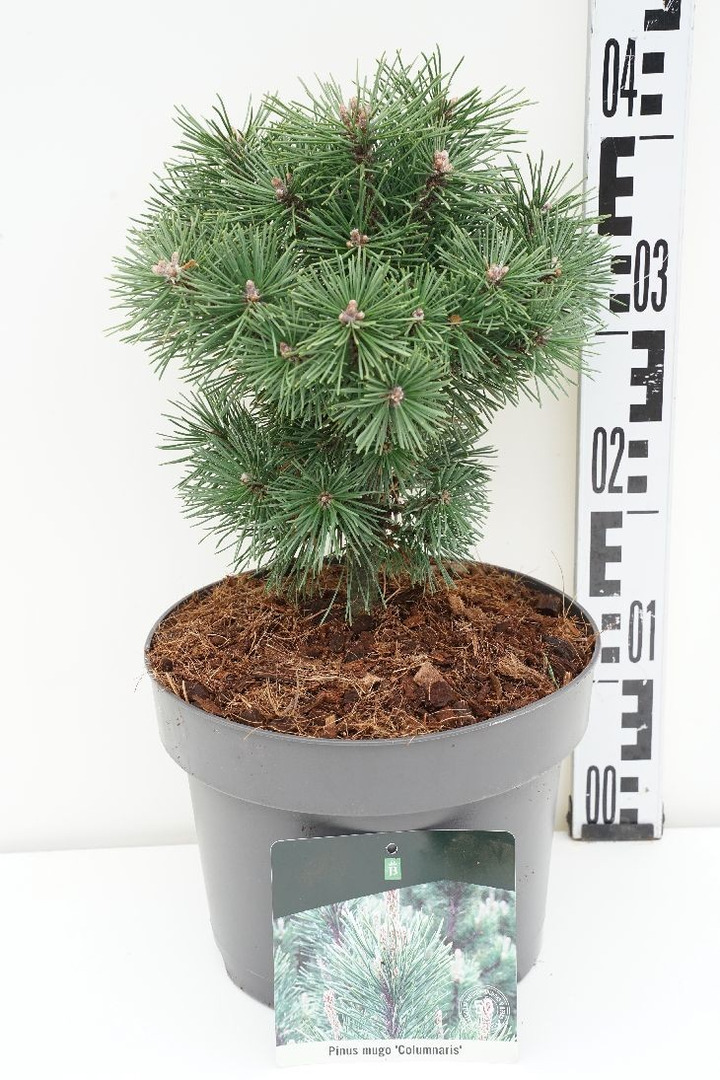 Pušis kalninė (Lot Pinus mugo) 'Columnaris' C5/P23 25-30 CM-PUŠYS-SPYGLIUOČIAI