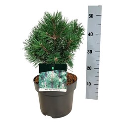 Pušis kalninė (Lot Pinus mugo) 'Columnaris' C5/P23 25-30 CM - nuotrauka 2