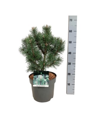 Pušis kalninė (Lot Pinus mugo) 'Columnaris' C7,5/P26 30-40 CM-PUŠYS-SPYGLIUOČIAI